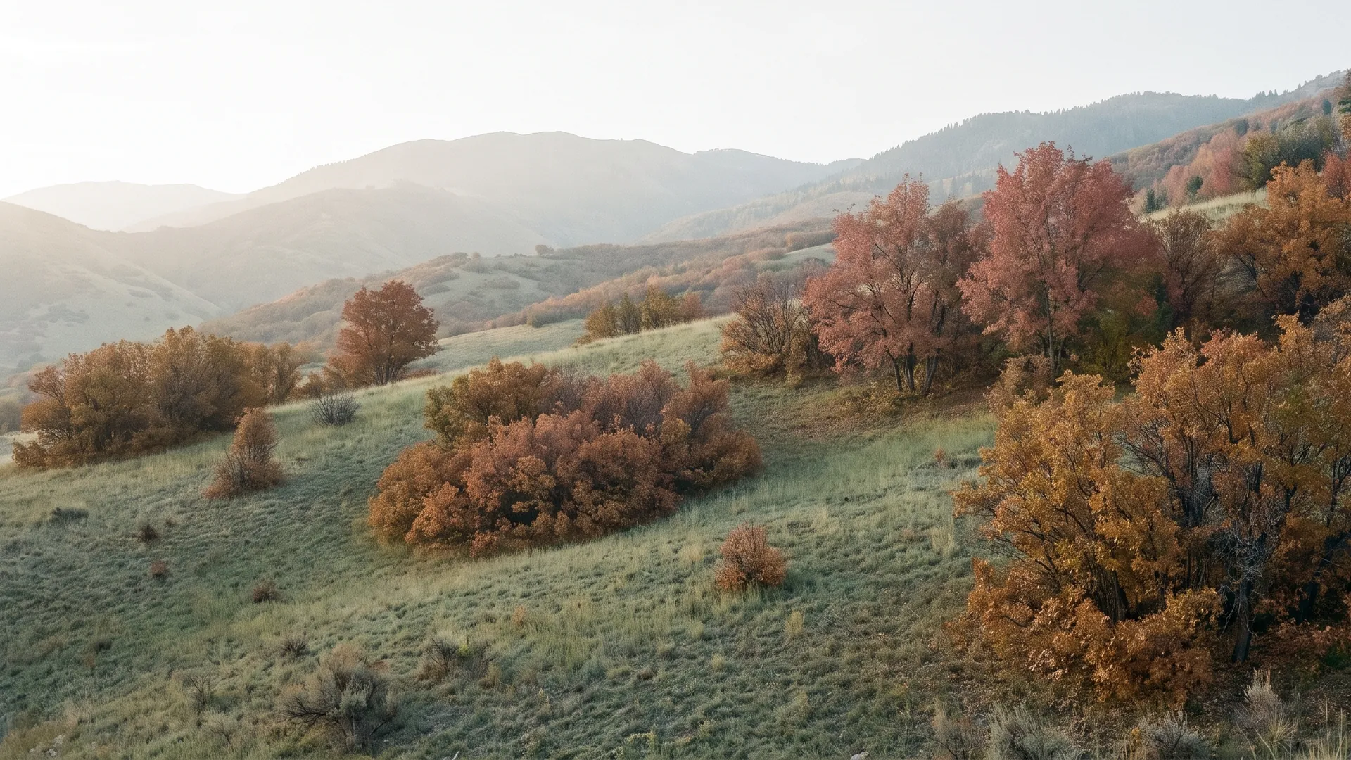 Wasatch foothills in autumn, scrub oak in rust and ochre across green slopes
